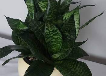 Sansewieria gwinejska.