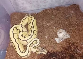 Młoda samica spajder piękna