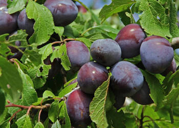 ŚLIWA WANGENHEIMA Prunus domestica Wangenheima - NASIONA 10 sztuk - 10g.