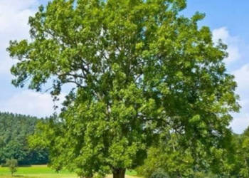 JESION WYNIOSŁY Fraxinus excelsior - NASIONA 1600 sztuk - 100g.