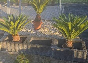 Cykas sagowiec revolut
