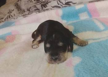 Cocker Spaniel Angielski Suczka