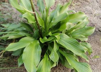 Funkia,hosta jednobarwna roślina ogrodowa wieloletnia.
