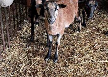 Owce kameruńskie na sprzedaż