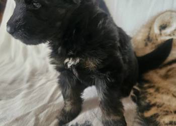 Szczeniaczki Rasy Owczarek Niemiecki długowłosy 1 500 zł