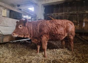 SPRZEDAM jałówkę rasy Limousine BEZROŻNA( rogi wypalane).