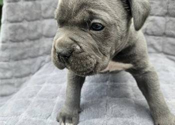 Szczeniaki cane corso