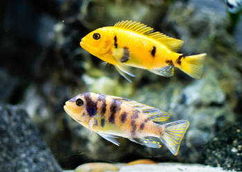 Red OB Zebra (Metriaclima estherae)