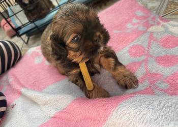 Suczka shih tzu do rezerwacji