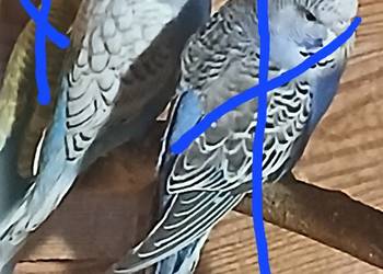 Papuga mloda falista samica