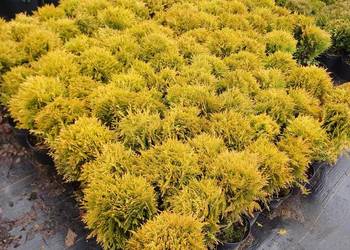 Tuja Miriam C2/Thuja occidentalis Mirjam