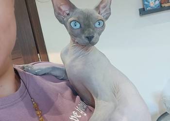 Sfinks Kanadyjski kotka hodowlana FPL