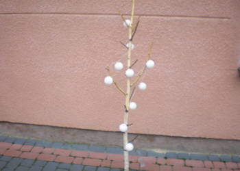 naturalny konar brzozy z kulami 10 led.