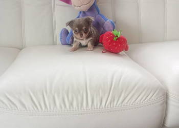 CHIHUAHUA - LILIOWY PIESEK mini