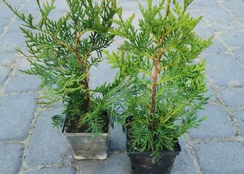 Thuja occidentalis – Żywotnik zachodni | sadzonki p9 0,5 l