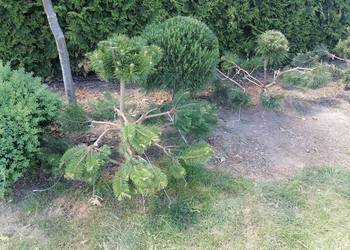 Krzewy-Bonsai
