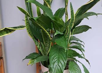 Skrzydlokwiat,  szable,  pomelo