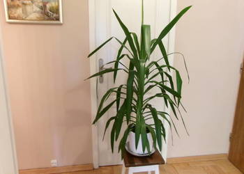Kwiat doniczkowy  Dracena duży 115 cm