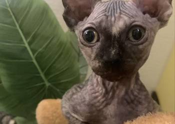 Sfinks Kanadyjski. Koteczka do odbioru. Rodowód