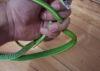 Wąż bicz - ahateula nasuta