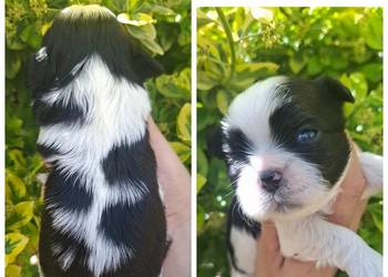 Shih tzu pieski  z genem czekoladowym dostępne 3 pieski
