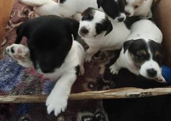 Jack Russell Terrier