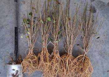 Morwa czarna białą wysyłka