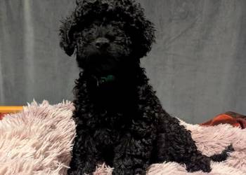 Pudel czarny miniatura pudelek pies szczeniak piesek miniaturowy