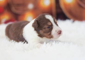 Border Collie szczenieta