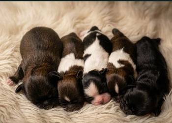 Shih-Tzu
