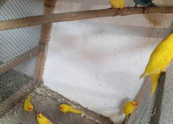 Papugi kozie, moderlotki