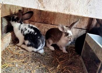 Sprzedam 3 młode króliki