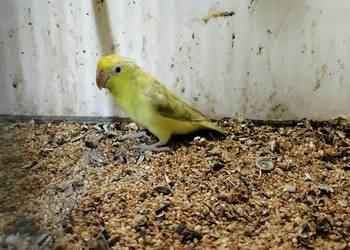 Wróbliczka młoda samiczka 2025.