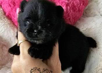 Szpic Miniaturowy/Pomeranian piesek czarny ze znaczeniami PASZPORT!!