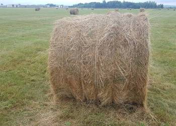Siano bale bele 120 x 120 zbiór 2025