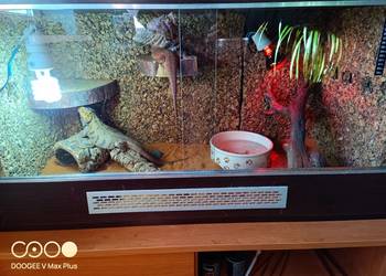 Agama brodata, dwie sztuki samice + terrarium