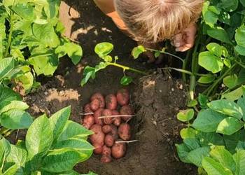 Ziemniaki drobny soraya , oberon wielkosc sadzeniaka