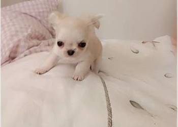 Chihuahua długowłosa
