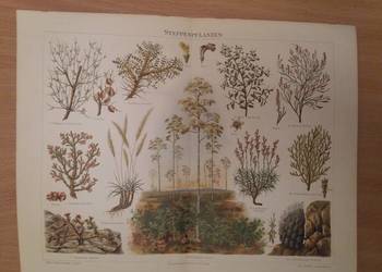 Stara niemiecka rycina z Meyers Lexikon z 1897 roku