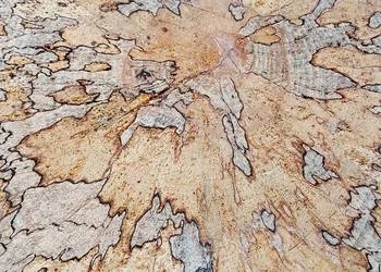 Plaster deska Buk z grzybkiem