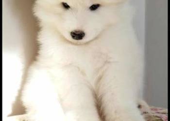 Samoyed szczeniaki