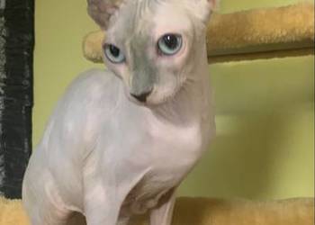 Sfinks Kanadyjski. Do odbioru koteczką. Rodowód.