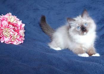 Koty Syberyjskie Neva Masquerade - LUKRECJA ZKolakowegoDomu*PL Koty Syberyjskie Neva Masquerade - LUKRECJA ZKolakowegoDomu*PL