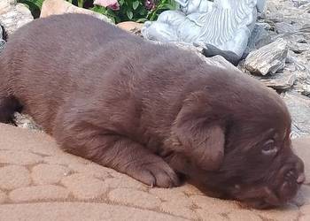 Szczeniaki Labrador Retriever