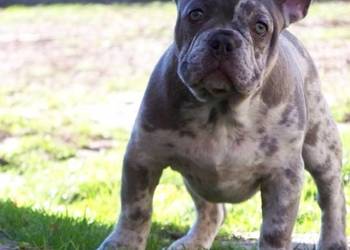 Buldog Francuski Lilac Merle