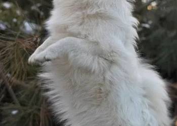 Szpic Średni Biały