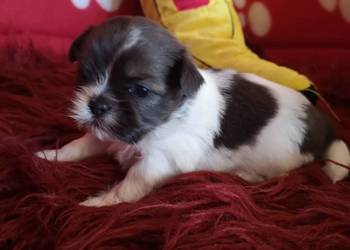 Shih Tzu odchowany piekny piesek