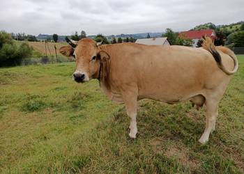 Krowa Piemontese 3 letnia cielna