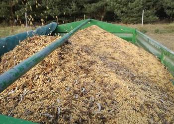 Soja nasiona sprzedam