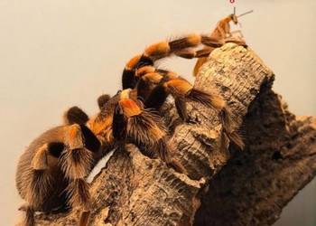 Brachypelma Hamorii Samice Samce